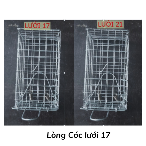 Lòng Cóc lưới 17