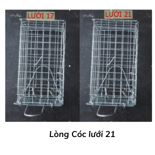 Lòng Cóc lưới 21